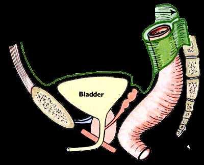 Peritonun en derin çukurları Ayakta duran bir kadında periton boşluğunun en derin noktası, excavatio rectouterina