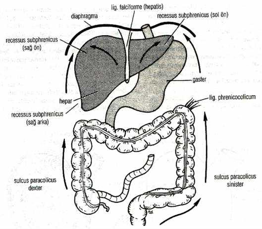 Peritoneal recessus lar Recessus subphrenicus: Diaphragma ile karaciğerin sağ ve sol loblarının ön yüzü arasındadır. Lig. falciforme hepatis boşluğu ikiye ayırır.