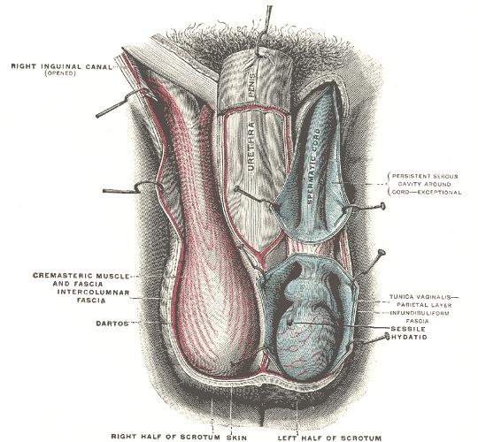 M. Obliquus internus abdominis in ve aponevrozunun oluşturduğu yapılar M. cremaster: M.