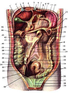 Peritoneum parietale Peritoneum parietale abdomen ve pelvis duvarlarını örter ve buradan organların üzerine atlayarak, visseral periton olarak