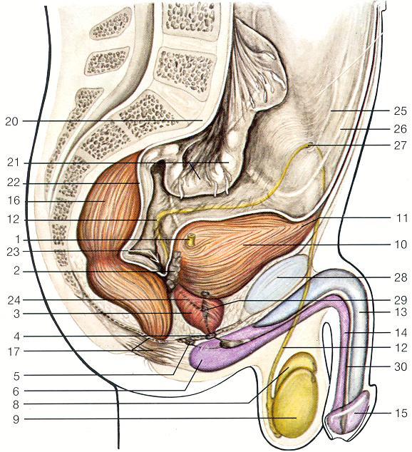 Pelvik çıkmazlar Her iki cinste de pelvis ön duvarındaki parietal periton mesane üzerine, pelvis arka