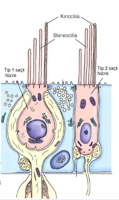 13 ġekil 2.4. Tip I ve Tip II hücreleri [34]. Vestibüler tüysü hücrelerin üzerinde sterosillio ve kinosillium bulunur.