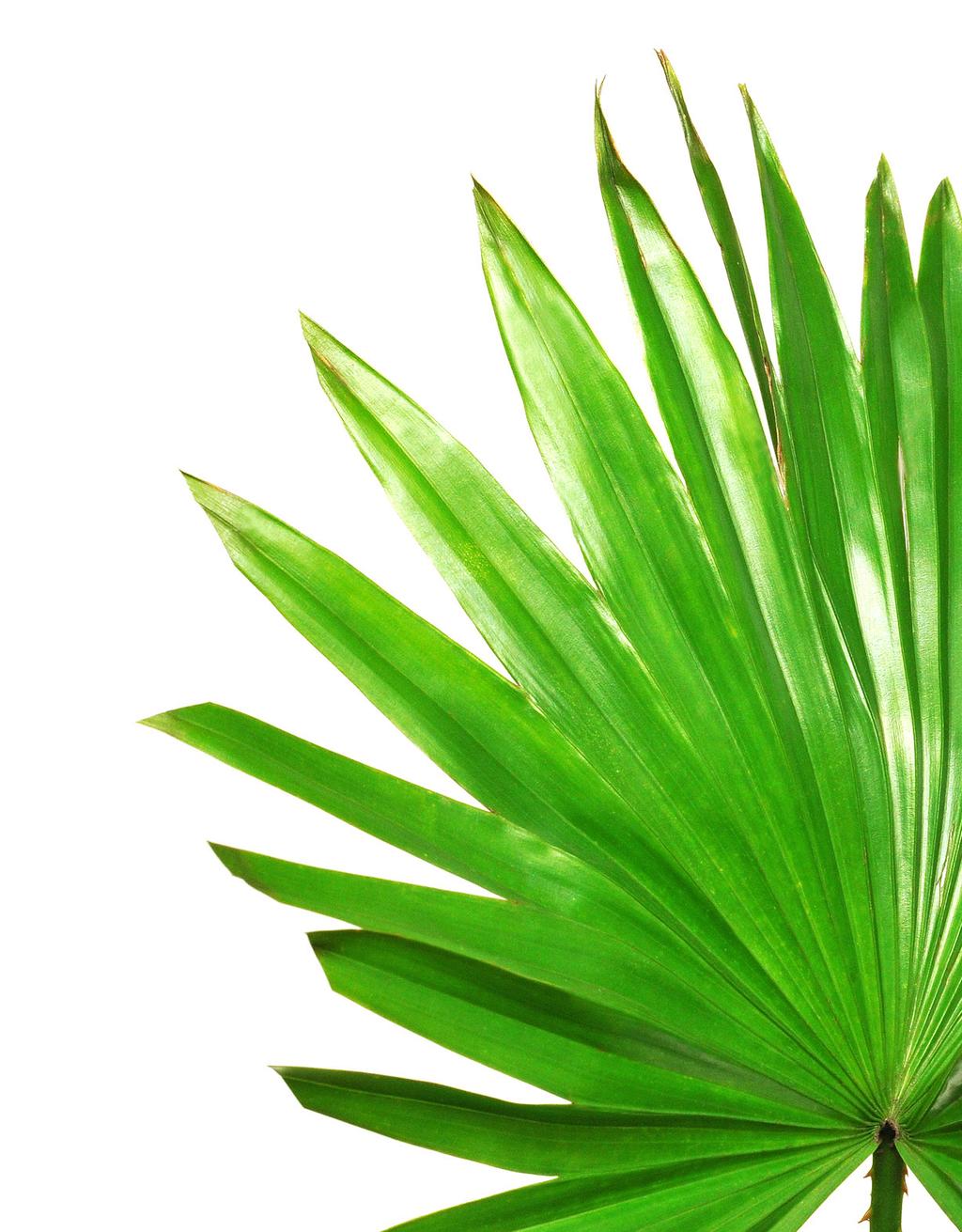 Saw Palmetto cüce palmiye içeren takviye edici gıda İçindekiler: Mikrokristalin Selüloz (Hacim