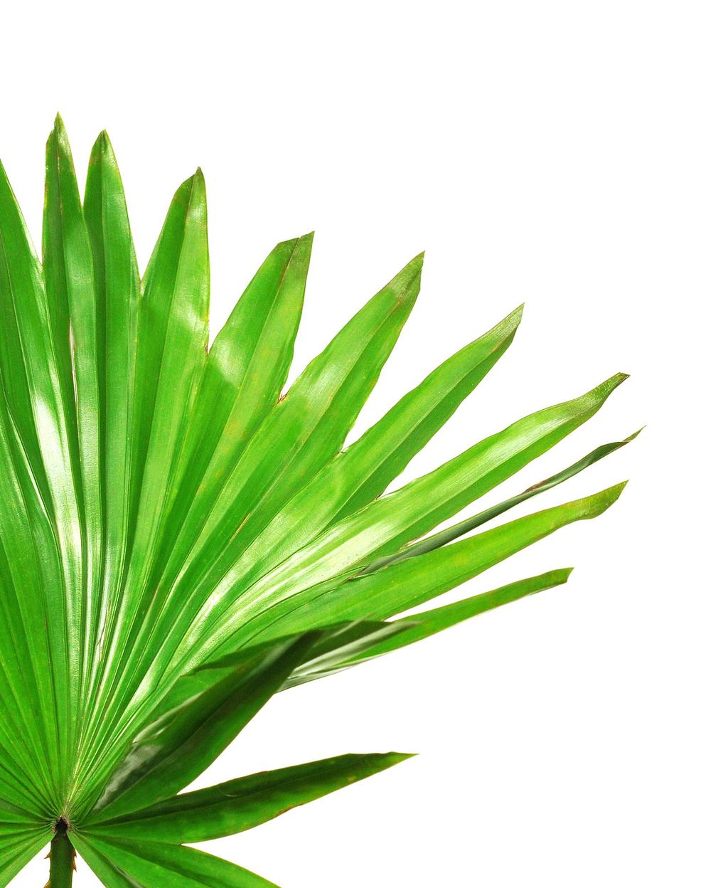 Saw Palmetto cüce palmiye içeren takviye edici gıda İçindekiler: Mikrokristalin Selüloz (Hacim