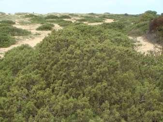 5210 Juniperus türlerinin bulunduğu odunsu matoral PAL. SINIFLANDIRMASI: 32.131 ila 32.136 1) Akdeniz ve alt-akdeniz e özgü olan ve odunsu ardıçlar etrafına yerleşen her daim yeşil sklerofil çalılar.
