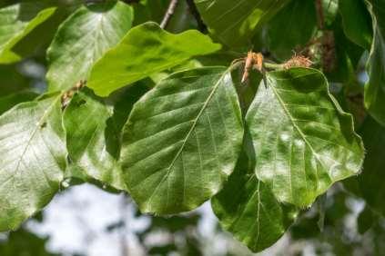 Fagus