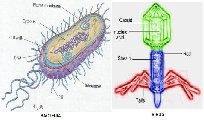 Hücre bile değillerdir. Virüsler en basit ve en küçük mikroplardır. Bakterilerden 10.000 kat daha küçüktürler. Çok farklı boyutlarda ve şekillerdedir.