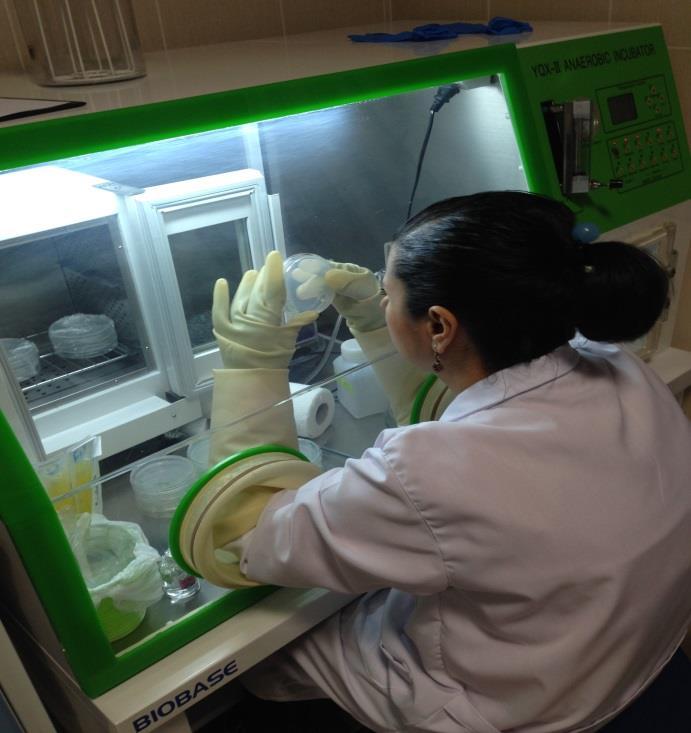 Şekil 1: Anaerobik Bakteriyoloji Laboratuvarında kurulum