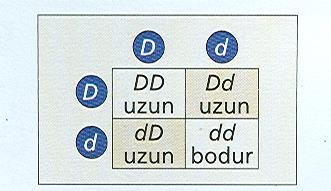 Çekiniklik Ayrıma