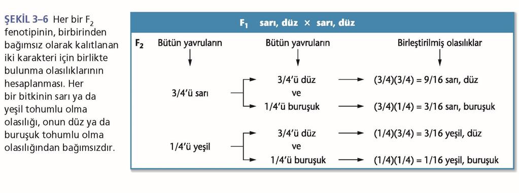 3.3 Dihibrit Çapraz: 4. önerme-bağımsız açılım Çarpım kuralı iki bağımsız olayın aynı anda olma olasılığını tahmin etmede kullanılabilir (Şekil 3.6).