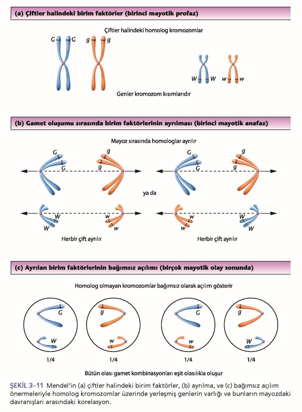 3.5 Çağdaş Aktarım Genetiği-Birim Faktör, Gen ve Homolog Kromozomlar Kalıtımın kromozom teorisi kromozomların mayoz sırasında ayrıldığını,