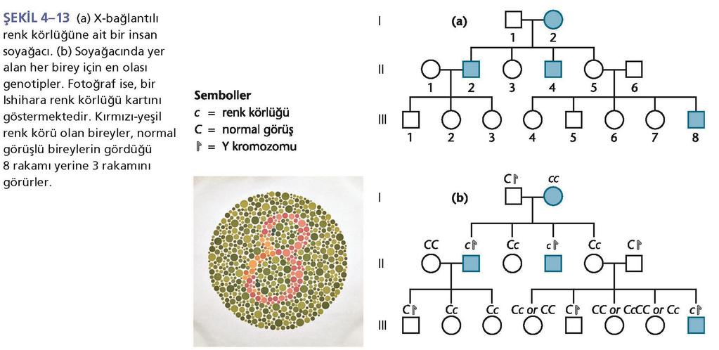 4.10 X-Bağlantılı terimi X kromozomu üzerindeki genleri ifade eder.