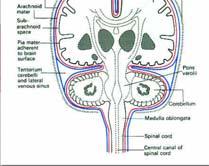 2 temel sabitleyici: Falx cerebri, Tentorium cerebelli.