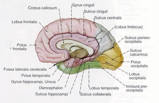 27 ġekil 2.12. Sağ serebral hemisferin medial yüzünde görülen sulkus ve giruslar (Kaynak: Arıncı, 1994). 2.3.