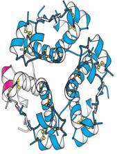 2.12 Protein Katlanması Proteinlerin katlanması 4 aşamadan oluşmaktadır: birincil, ikincil, tersiyer ve kuaterner yapı (Şekil 2.6).