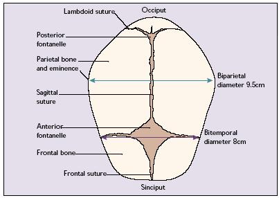 Şekil:Fetal Başta