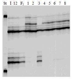 Şekil 3. GWM630 primerinin ebeveynler, F 1 ve bireysel DNA ve DNA bulklarında sonuçları.