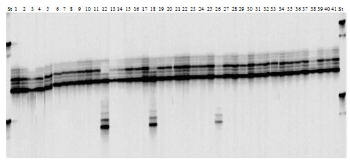 GWM630 primerinin yakın izogenik hatlarda sonuçları. St: Standart DNA, 1-41: Thatcher yakın izogenik hatları (Çizelge 1 e göre).