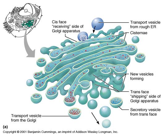 Golgi aygıtı Paketleme merkezi Salgı yapan hücrelerde gelişmiş durumdadır.
