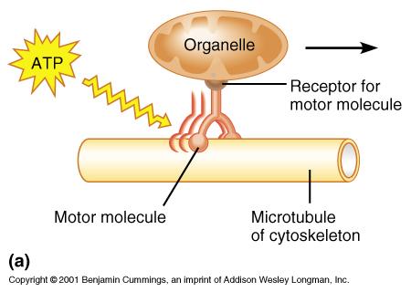 Motor moleküller Harekette