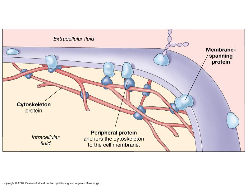 İntegral Yapısal Membran Proteinleri Hücre iskeletinin zar ve zar proteinleri ile ilişkisi.