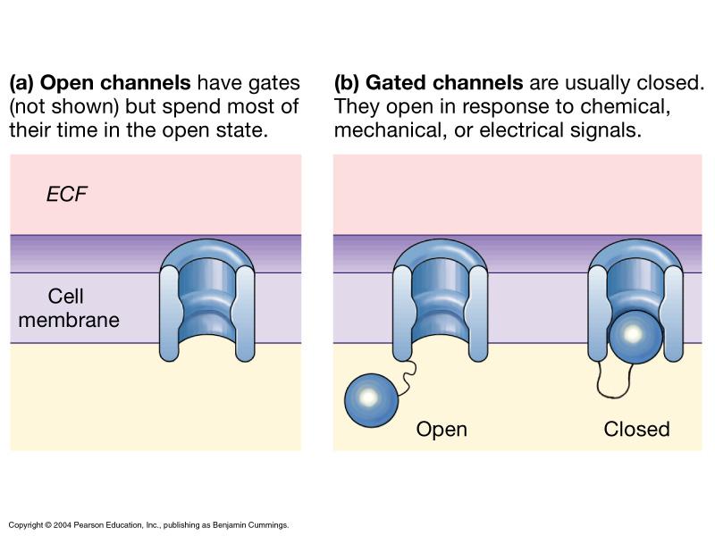 Taşınım Proteinleri (a) Açık kanallar (b)