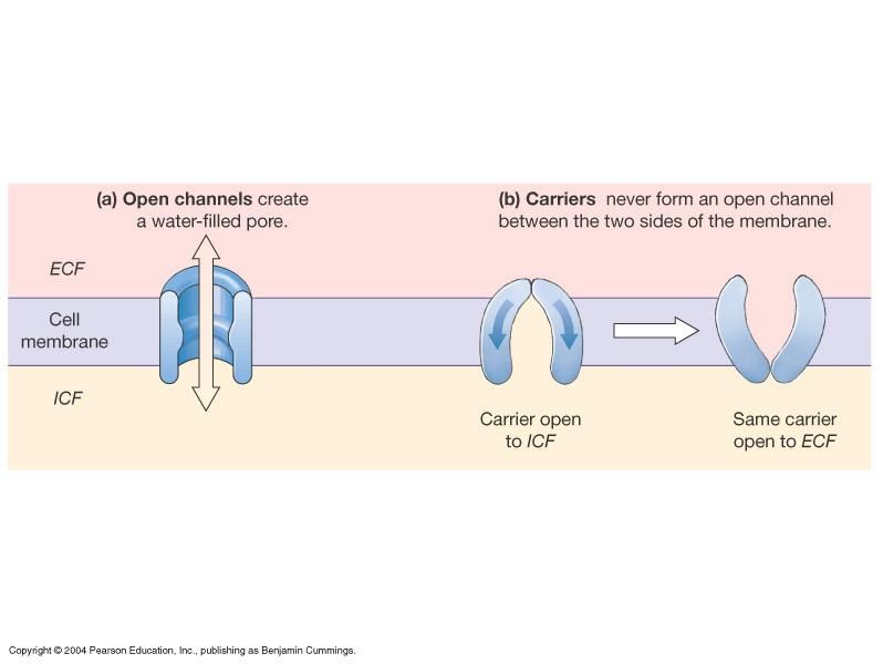 Taşıyıcı Proteinler Açık kanallar: porlar (b) Taşıyıcılar ESS