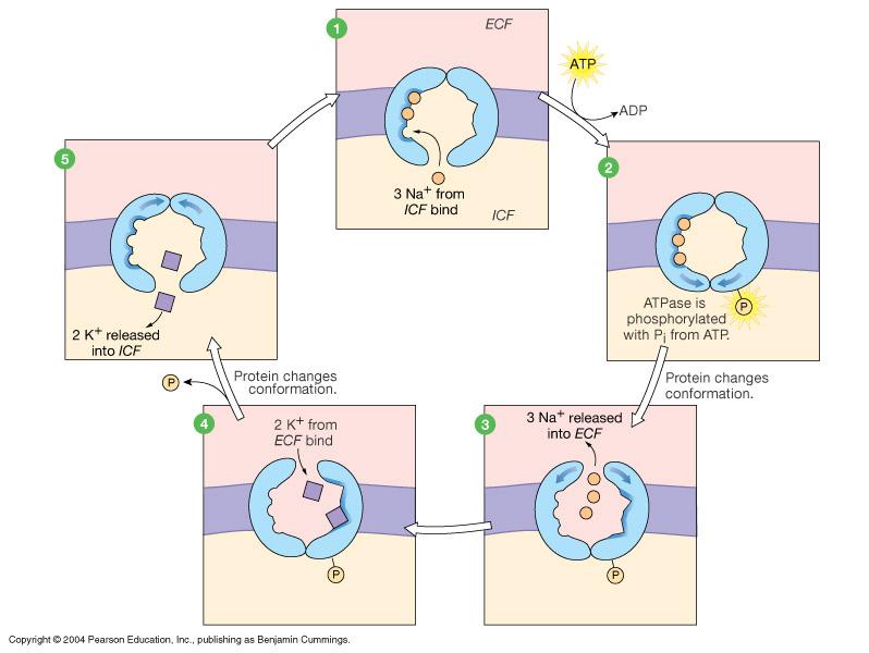 Na+- K+ATP