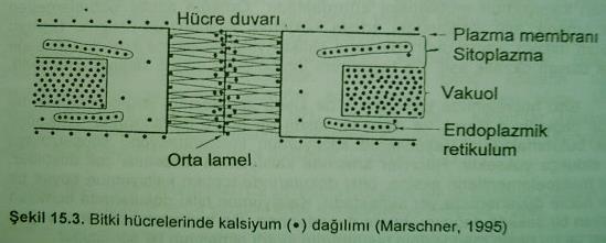 formları Uygulanan Ca (meq l -1 ) 0.33 5.