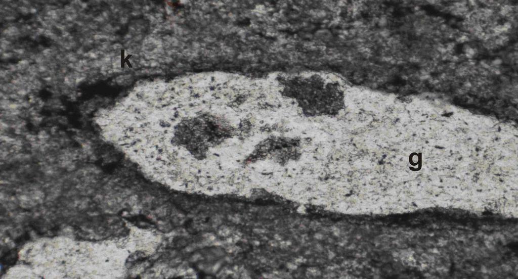 mikroskopta incelenmesiyle kayacın bütünüyle mikrosparitik kalsitlerden oluştuğu, yer yer gözenekli olduğu