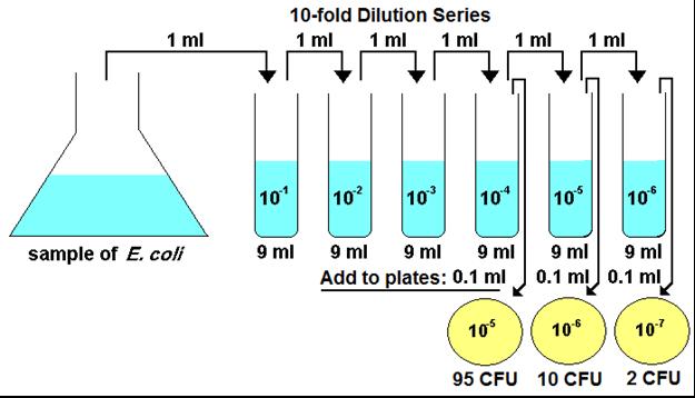 7. Yayma yöntemi ile ekimde neden seyreltme serileri 10 kat olarak hazırlanır? (2 puan) 8. Yukarıdaki diyagramda E.