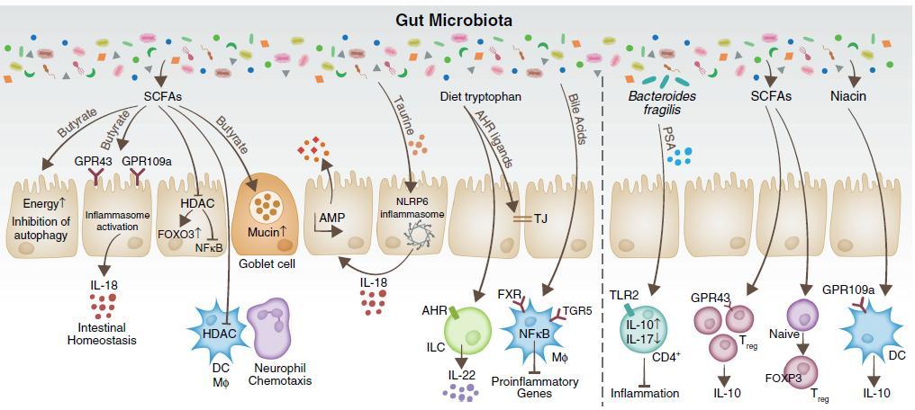 Mikrobiyota Tarafından Üretilen & Değişime Uğratılan Metabolitler ve Bunların İmmün Yanıt Üzerine Etkileri HDAC: