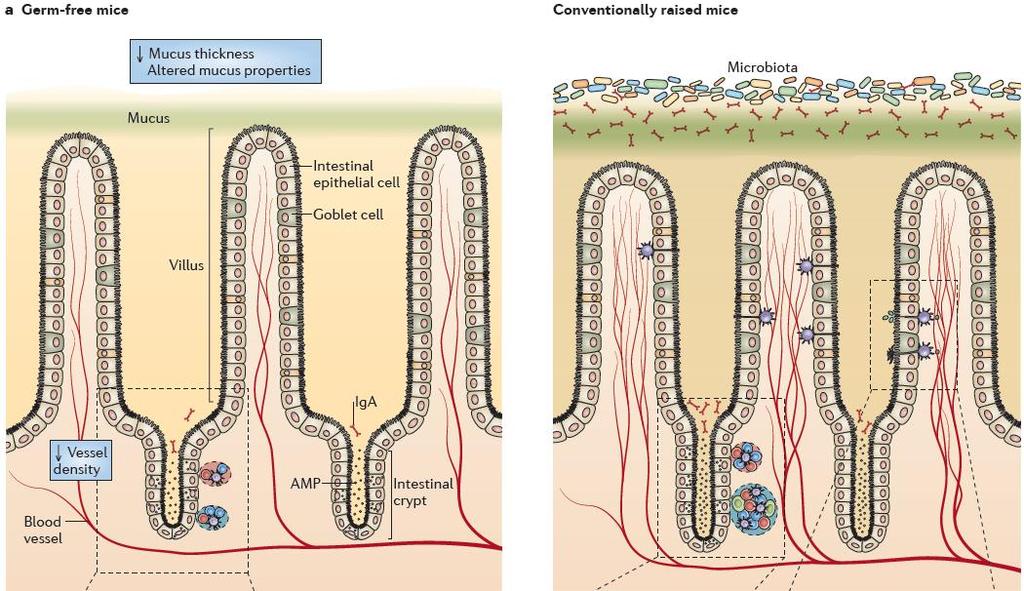 Sindirim Sisteminin Gelişiminde Mikrobiyotanın Rolü Villi are longer and thinner