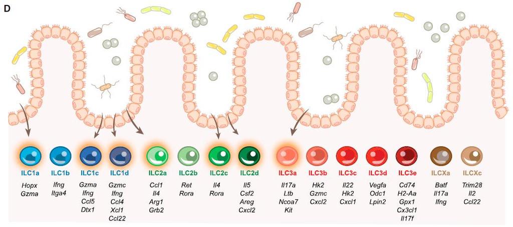 Doğal Lenfoid Hücreler: Innate lymphoid cells