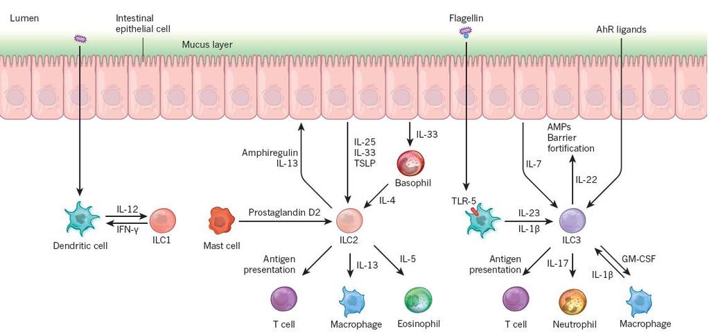 Doğal Lenfoid Hücreler (ILC) Üzerine