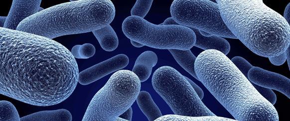 Bağırsak mikrobiyotası immün sistemin bir dizi işlevi üzerine etki etmektedir - İmmün sistemin gelişimi ve
