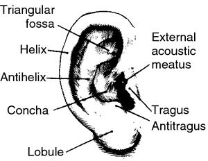 1- DIŞ KULAK (AURIS EXTERNA) Auricula (kulak kepcesi) ve Meatus acusticus externus (dış kulak yolu) olmak üzere 2 kısımdan meydana gelir. AURİCULA Dış ortamdan gelen ses dalgalarını toplar.