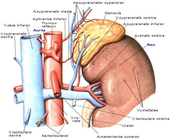 GLANDULA SUPRARENALİS (ADRENAL-BÖBREK ÜSTÜ BEZİ) 1. 2. 3. 4.