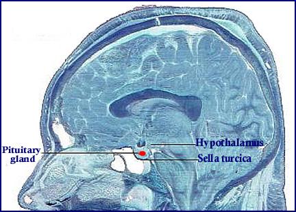 HYPOPHYSIS (GLANDULA PITUITARIAHİPOFİZ)