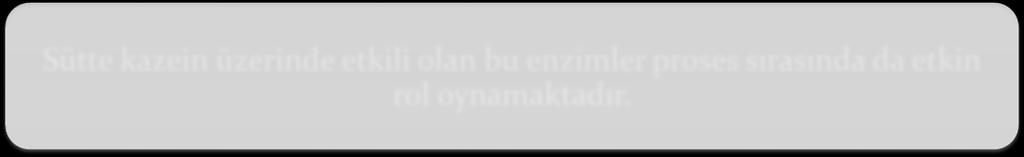 Somatik hücre endojen enzimleri ve kazein proteolizi Sayısız somatik hücre enzimi arasında proteazlar en çok çalışılan gruptur.