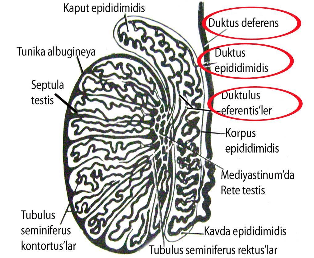 Akıtıcı kanallar, - duktuli efferentes, - duktus