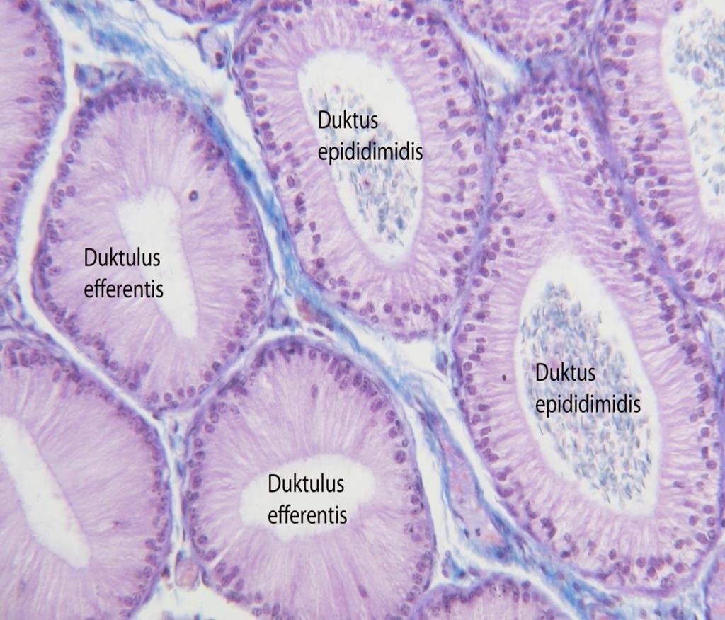 Duktuli eferentesi oluşturan prizmatik epiteldeki silyumlar spermatozoonların epididiymise doğru ilerlemesini sağlar.