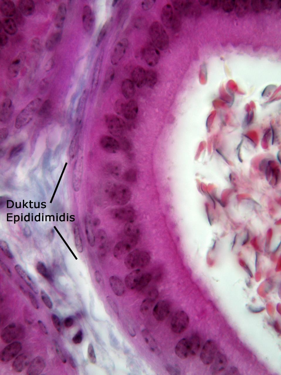 Duktus epididiymisi oluştruran kıvrımlı