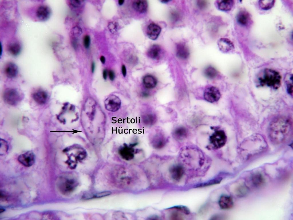 SPERMATOGENEZİS Olgun erkek eşey hücresinin meydana gelişidir (spermatogonyum, primer spermatosit, sekonder spermatosit, spermatid, sperm hücrelerinden ibarettir) Goniyogenezis (çoğalma)