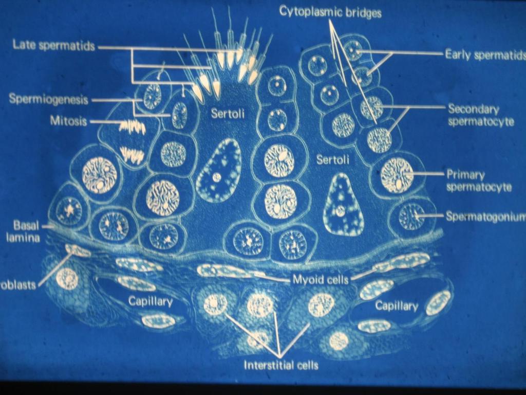 Spermatogenezisin Hormonal Kontrolü Spermatogeneziste testis hormonu olan testesteron ile hipofiz hormonları olan FSH, LH ve androjen bağlayan proteinlerin rolü vardır.