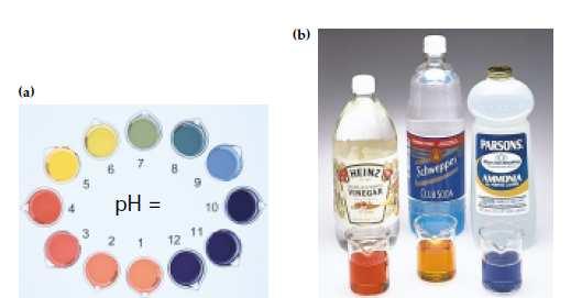 (b) Bazı bilinen maddelerdeki universal indikatörlerin rengi aşağıdaki yaklaşık ph değerlerini verir, sirke, ph 3, soda ph 4-5; evlerde kullanılan amonyak çözeltisi, ph 10. ŞEKİL 15.