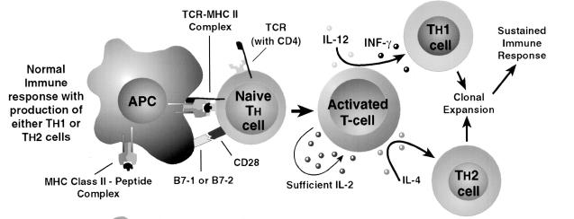 Sellüler ve solubl HLA antijenlerinin immunitesi donör ve alıcı HLA