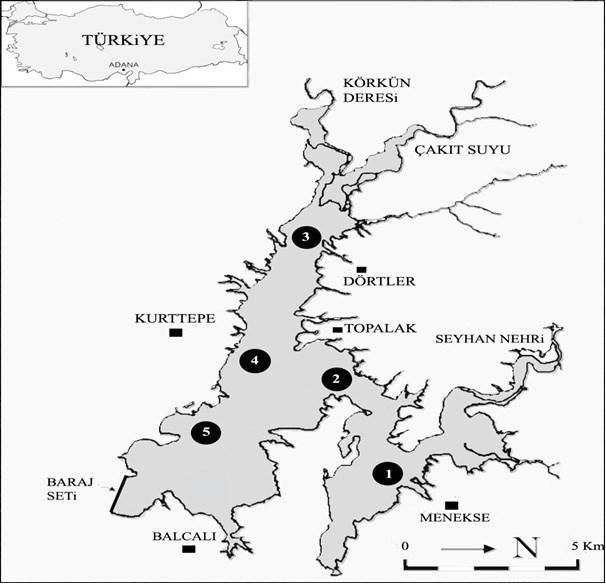 Şekil 1. Seyhan Baraj Gölü örnekleme alanları, ; Örnekleme İstasyonlarını göstermektedir (1. Menekşe; 2. Topalak civarı; 3. Dörtler civarı; 4.Menderes Adası; 5.Batı Köprüsü Ci