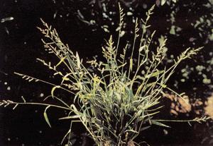 Benekli darıcan [Echinochloa colonum (l.) Link] Dozu (Preparat / Dekar) Uygulama Zamanı Cl