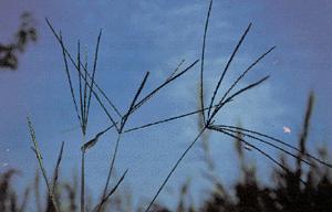 Çatal otu [Digitaria sanguinalis (L) Scop.